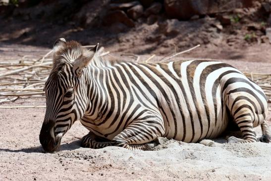 Böhm-Zebra Zoo Vivarium Darmstadt 2019