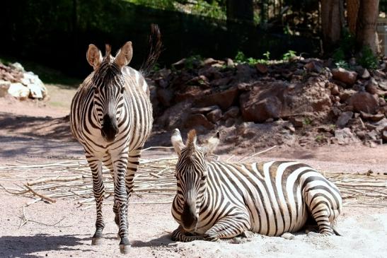 Böhm-Zebra Zoo Vivarium Darmstadt 2019