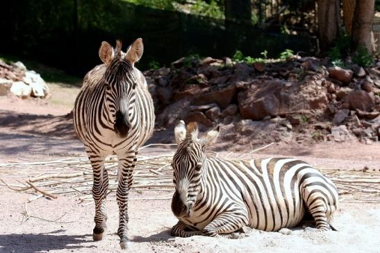 Böhm-Zebra Zoo Vivarium Darmstadt 2019