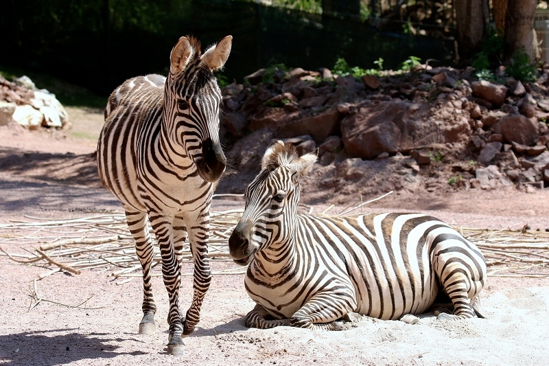 Böhm-Zebra Zoo Vivarium Darmstadt 2019