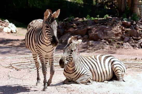 Böhm-Zebra Zoo Vivarium Darmstadt 2019