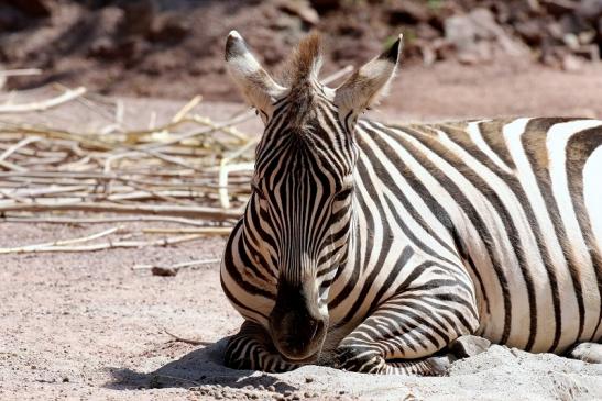 Böhm-Zebra Zoo Vivarium Darmstadt 2019