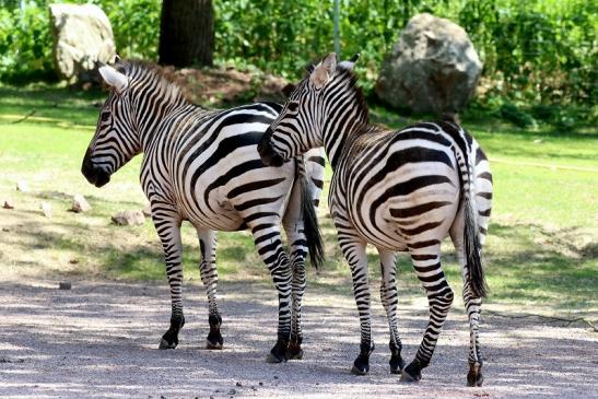 Böhm-Zebra Zoo Vivarium Darmstadt 2019