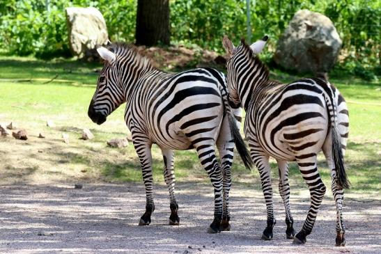 Böhm-Zebra Zoo Vivarium Darmstadt 2019