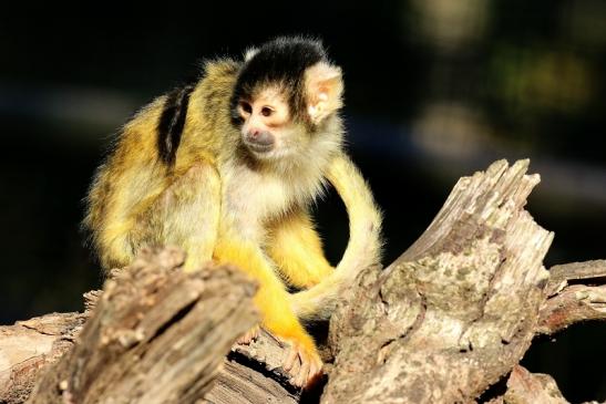 Bolivianische Totenkopfaffen Zoo Vivarium Darmstadt 2018