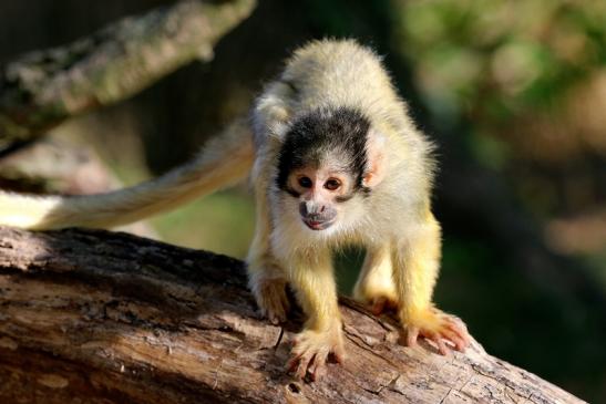 Bolivianische Totenkopfaffen Zoo Vivarium Darmstadt 2018