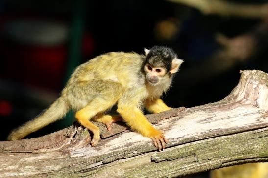 Bolivianische Totenkopfaffen Zoo Vivarium Darmstadt 2018