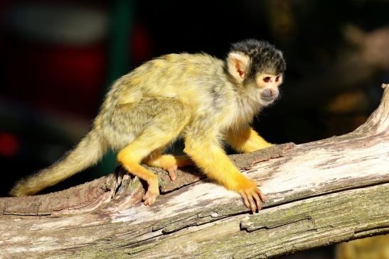 Bolivianische Totenkopfaffen Zoo Vivarium Darmstadt 2018