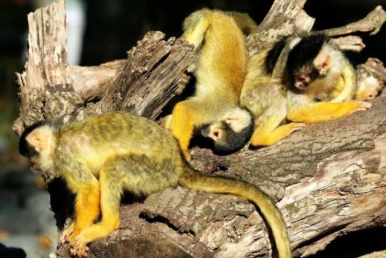 Bolivianische Totenkopfaffen Zoo Vivarium Darmstadt 2018