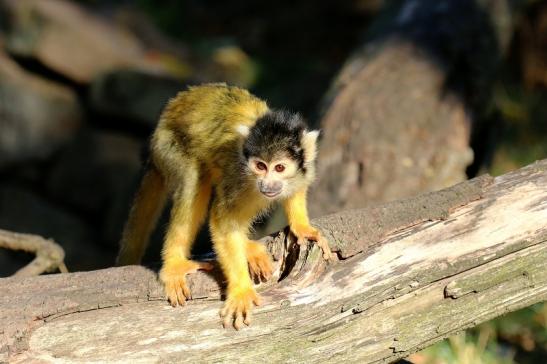Bolivianische Totenkopfaffen Zoo Vivarium Darmstadt 2018