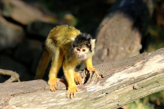 Bolivianische Totenkopfaffen Zoo Vivarium Darmstadt 2018