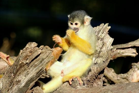 Bolivianische Totenkopfaffen Zoo Vivarium Darmstadt 2018