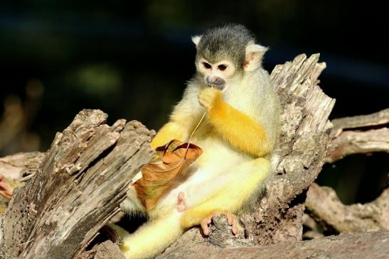 Bolivianische Totenkopfaffen Zoo Vivarium Darmstadt 2018