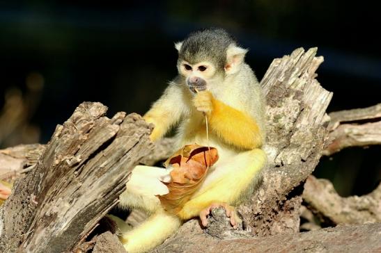 Bolivianische Totenkopfaffen Zoo Vivarium Darmstadt 2018