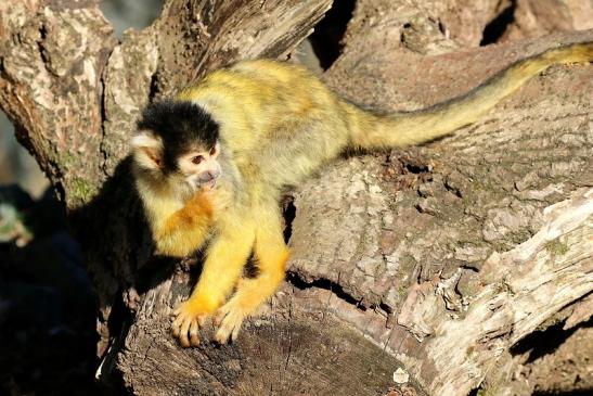 Bolivianische Totenkopfaffen Zoo Vivarium Darmstadt 2018