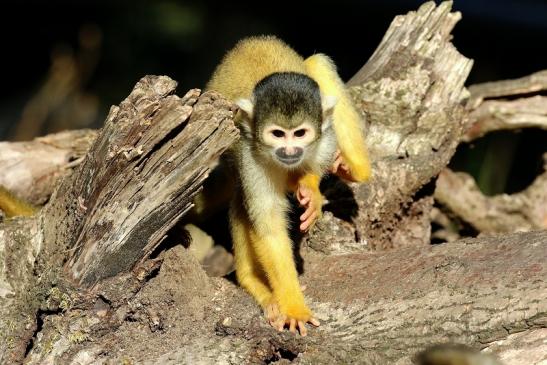 Bolivianische Totenkopfaffen Zoo Vivarium Darmstadt 2018