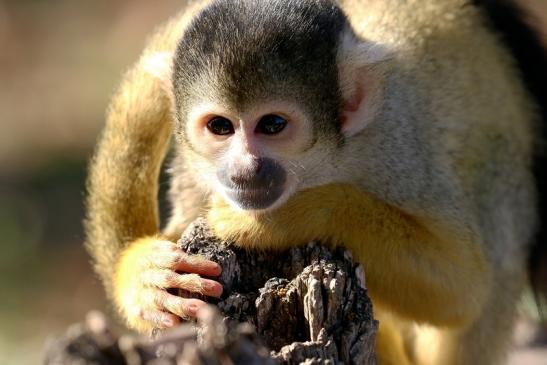 Bolivianische Totenkopfaffen Zoo Vivarium Darmstadt 2018