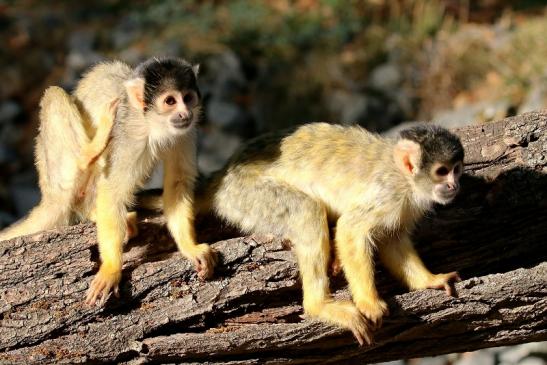 Bolivianische Totenkopfaffen Zoo Vivarium Darmstadt 2018