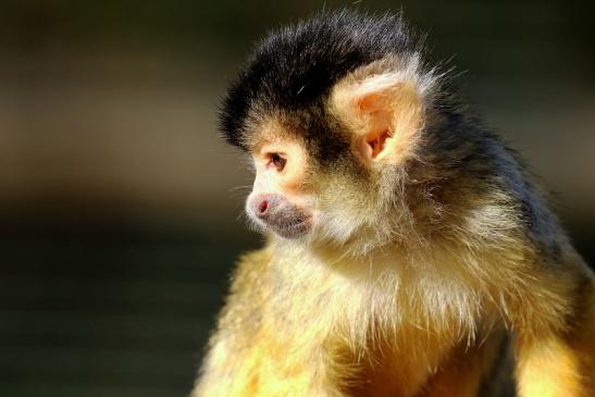 Bolivianische Totenkopfaffen Zoo Vivarium Darmstadt 2018