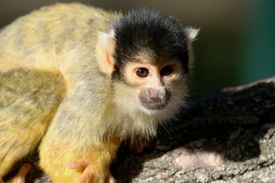 Bolivianische Totenkopfaffen Zoo Vivarium Darmstadt 2018