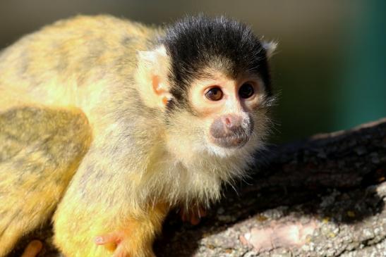 Bolivianische Totenkopfaffen Zoo Vivarium Darmstadt 2018