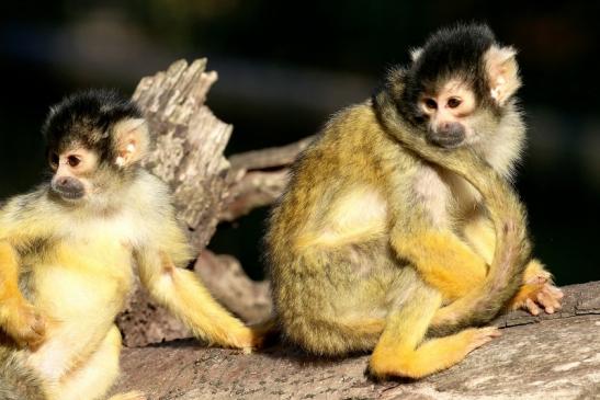 Bolivianische Totenkopfaffen Zoo Vivarium Darmstadt 2018