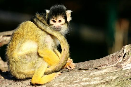 Bolivianische Totenkopfaffen Zoo Vivarium Darmstadt 2018