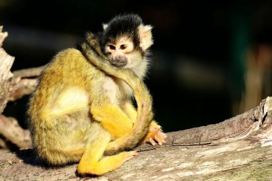 Bolivianische Totenkopfaffen Zoo Vivarium Darmstadt 2018