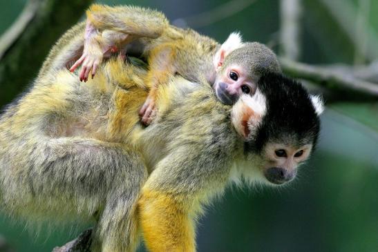 Foto des Monats Mai 2019 Bolivianischer Totenkopfaffe mit "Nachwuchs" Zoo Vivarium Darmstadt