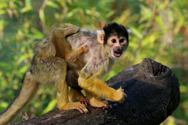 Bolivianische Totenkopfaffen Zoo Vivarium Darmstadt 2017