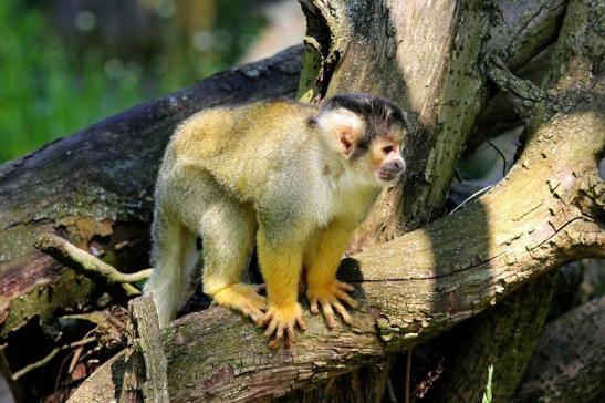 Bolivianische Totenkopfaffen Zoo Vivarium Darmstadt 2017