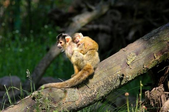 Bolivianische Totenkopfaffen Zoo Vivarium Darmstadt 2017