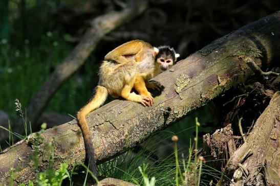 Bolivianische Totenkopfaffen Zoo Vivarium Darmstadt 2017