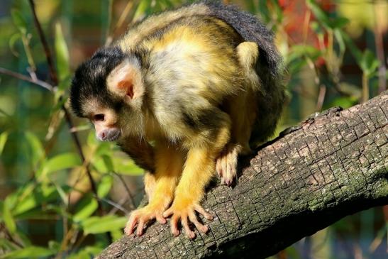 Bolivianische Totenkopfaffen Zoo Vivarium Darmstadt 2017