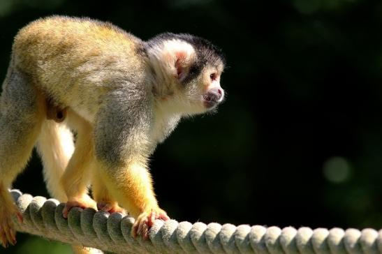 Bolivianische Totenkopfaffen Zoo Vivarium Darmstadt 2017