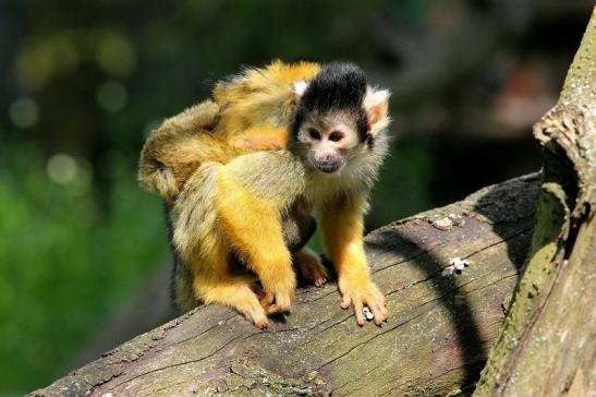 Bolivianische Totenkopfaffen Zoo Vivarium Darmstadt 2017