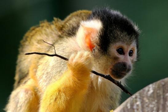 Bolivianische Totenkopfaffen Zoo Vivarium Darmstadt 2017