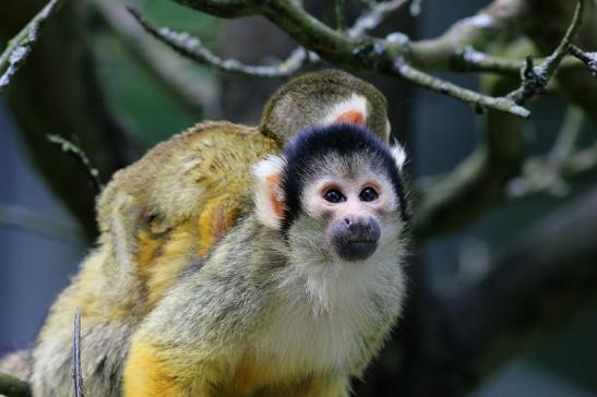 Bolivianische Totenkopfaffen Zoo Vivarium Darmstadt 2017