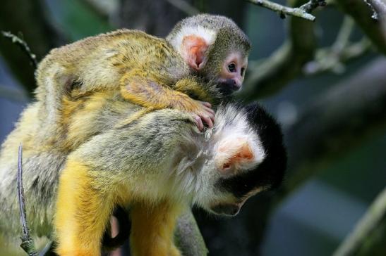 Bolivianische Totenkopfaffen Zoo Vivarium Darmstadt 2017