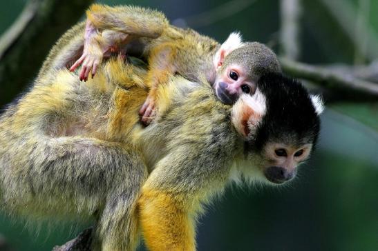 Bolivianische Totenkopfaffen Zoo Vivarium Darmstadt 2017