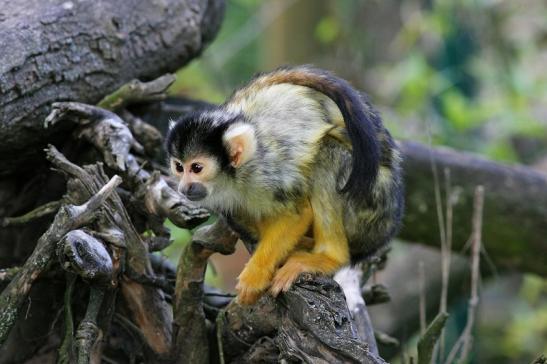 Bolivianische Totenkopfaffen Zoo Vivarium Darmstadt 2017