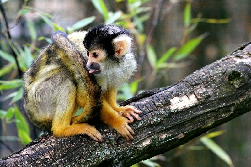 Bolivianische Totenkopfaffen Zoo Vivarium Darmstadt 2017