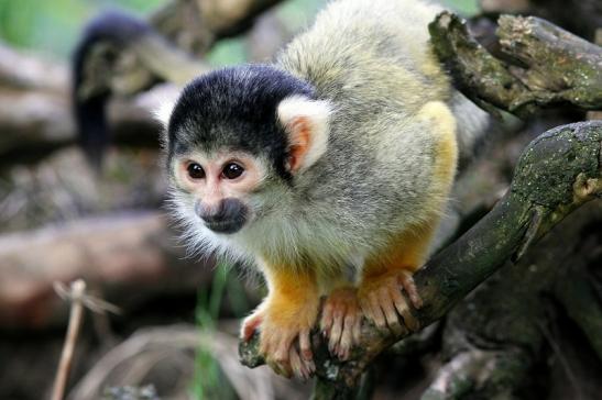 Bolivianische Totenkopfaffen Zoo Vivarium Darmstadt 2017