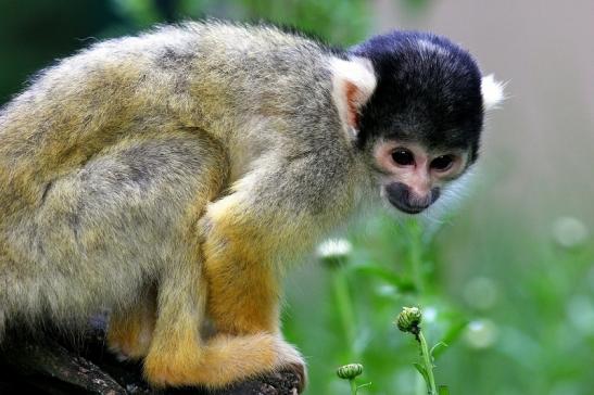 Bolivianische Totenkopfaffen Zoo Vivarium Darmstadt 2017