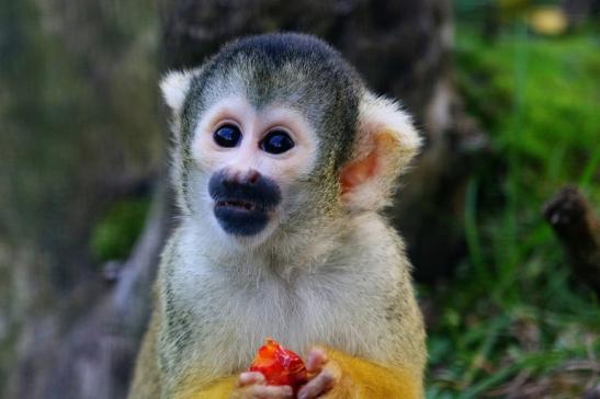 Bolivianische Totenkopfaffen Zoo Vivarium Darmstadt 2017