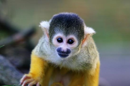 Bolivianische Totenkopfaffen Zoo Vivarium Darmstadt 2017