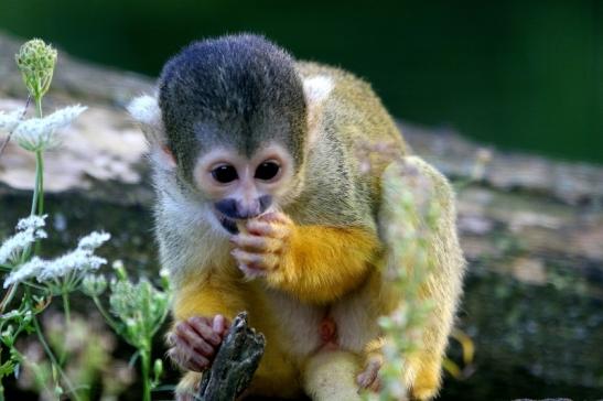 Bolivianische Totenkopfaffen Zoo Vivarium Darmstadt 2017