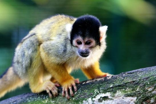 Bolivianische Totenkopfaffen Zoo Vivarium Darmstadt 2017