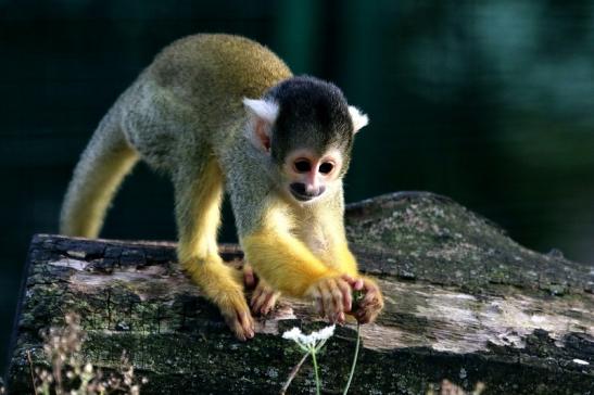 Bolivianische Totenkopfaffen Zoo Vivarium Darmstadt 2017