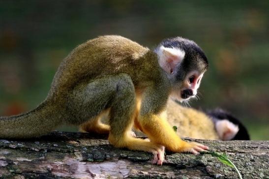 Bolivianische Totenkopfaffen Zoo Vivarium Darmstadt 2017